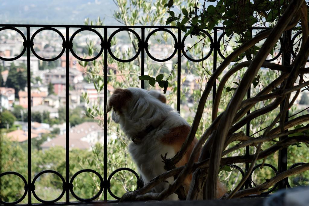 B&B Villa Moro - Family House Domodossola Buitenkant foto